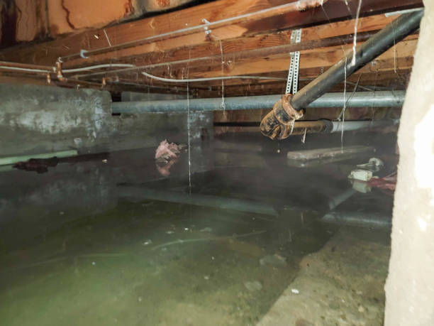 Best Water damage restoration process  in Rockford, MI
